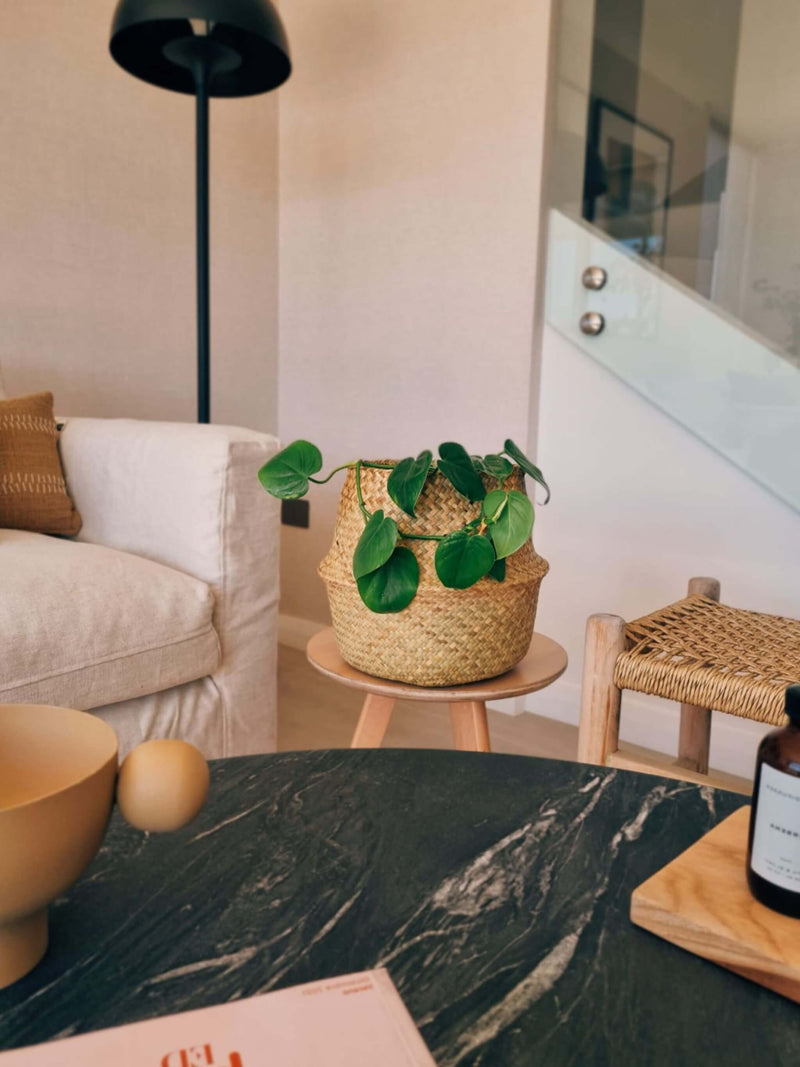 Filodendro Cordatum en canasto