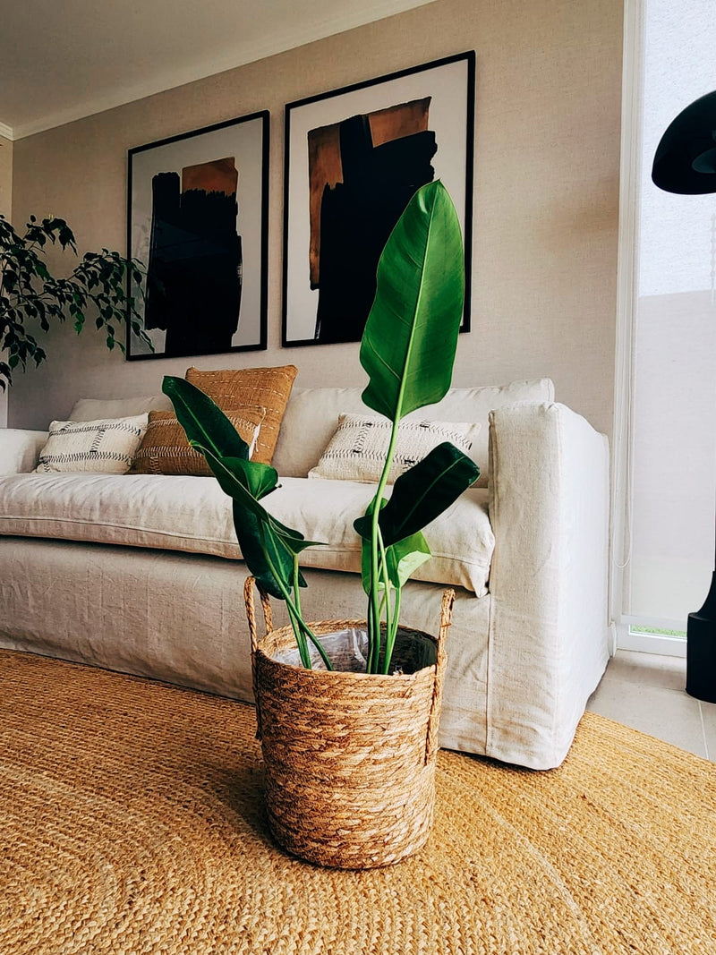 Filodendro Longifolio + Canasto - Elige el que más te guste
