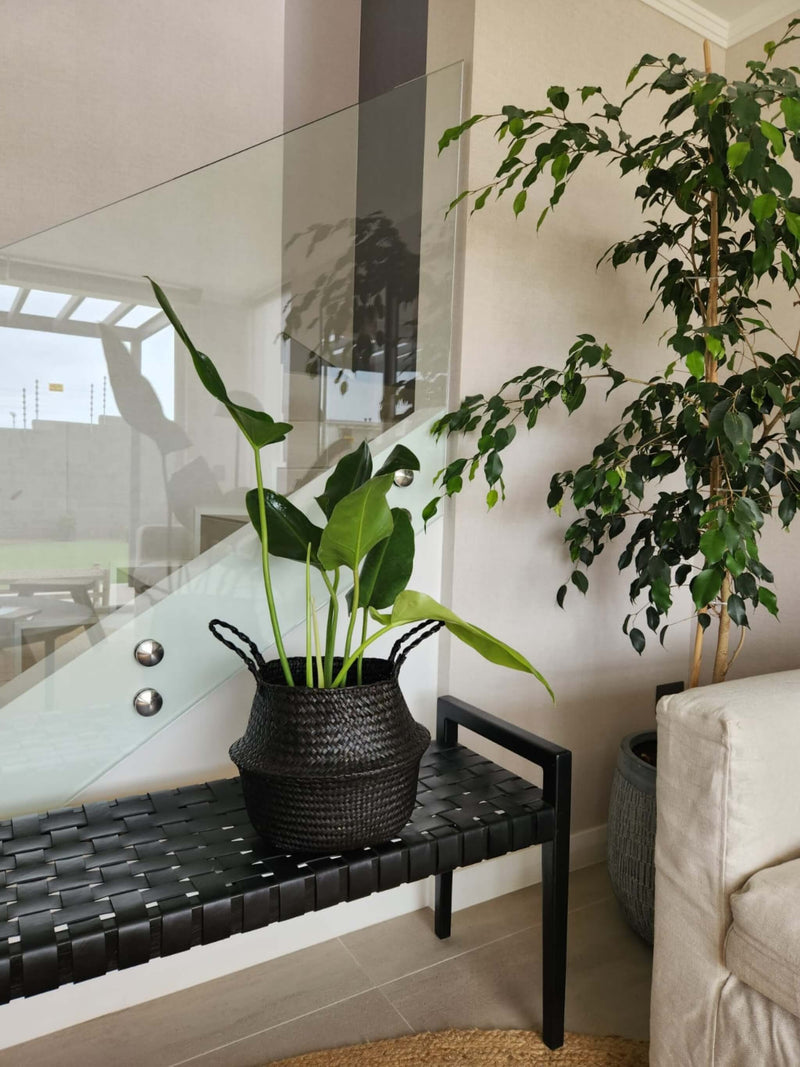 Filodendro Longifolio + Canasto - Elige el que más te guste