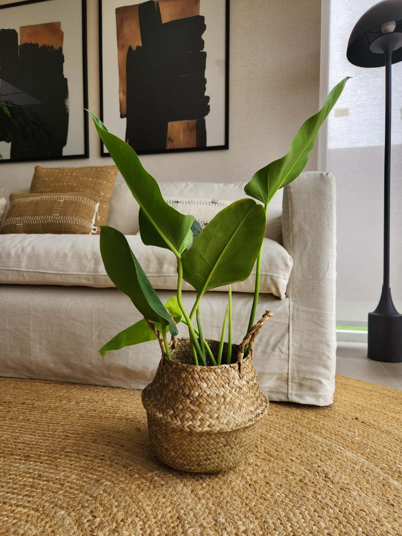 Filodendro Longifolio + Canasto - Elige el que más te guste
