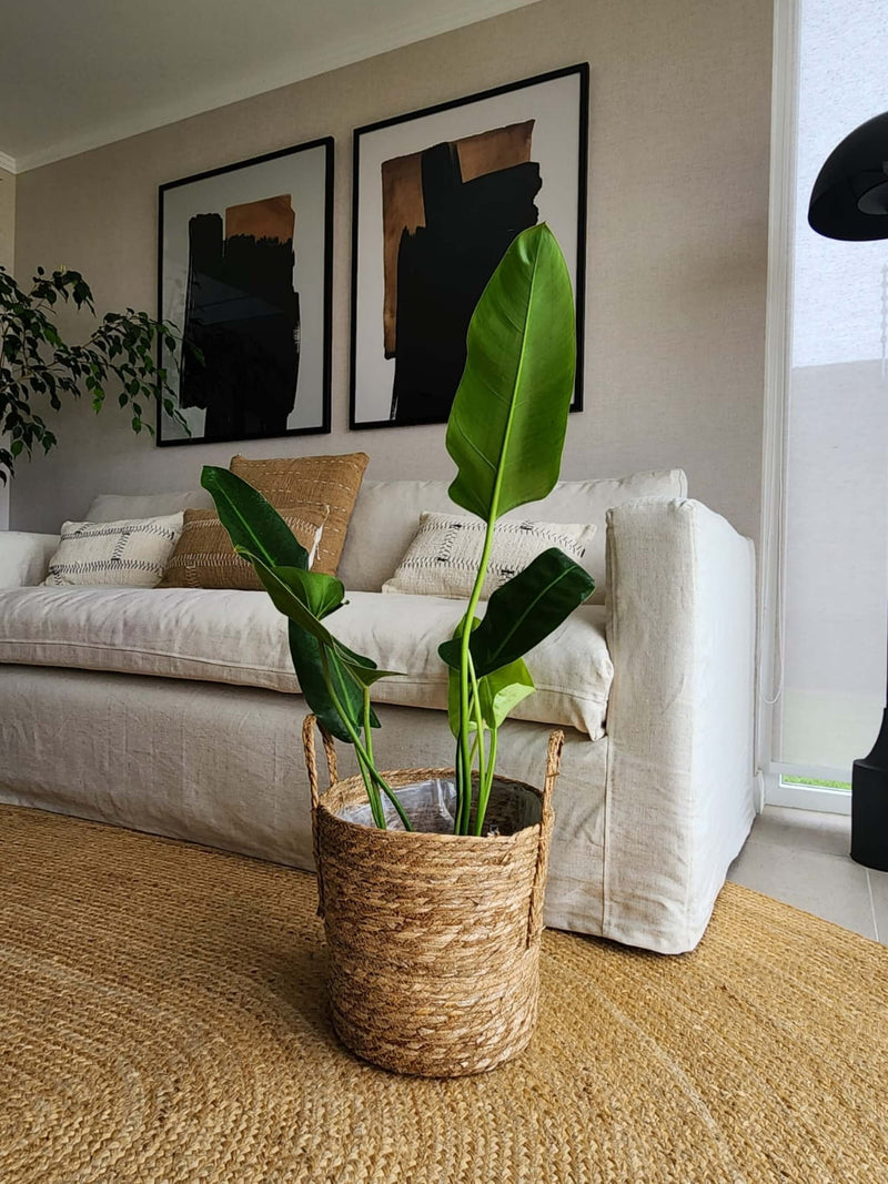 Filodendro Longifolio