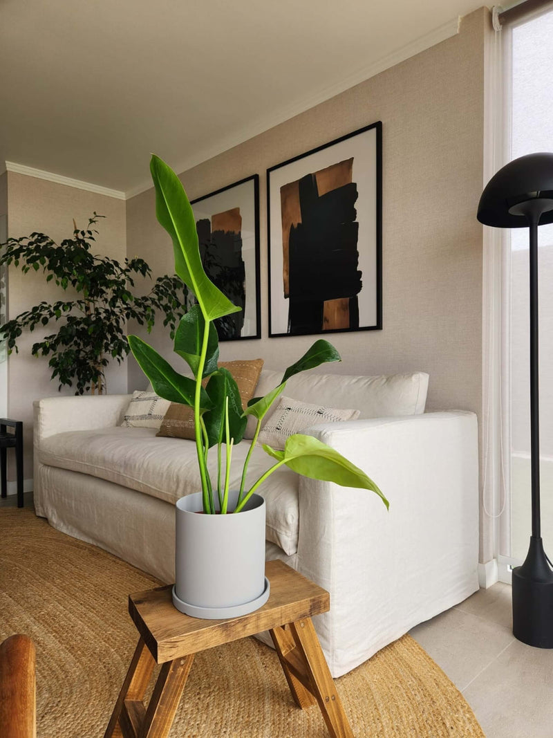 Filodendro Longifolio + Macetero Nórdico - Elige tu color