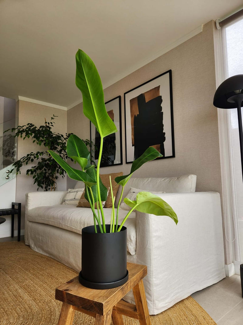 Filodendro Longifolio + Macetero Nórdico - Elige tu color