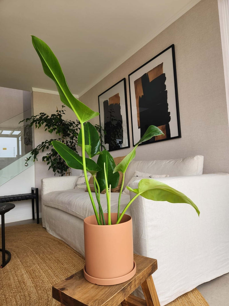 Filodendro Longifolio