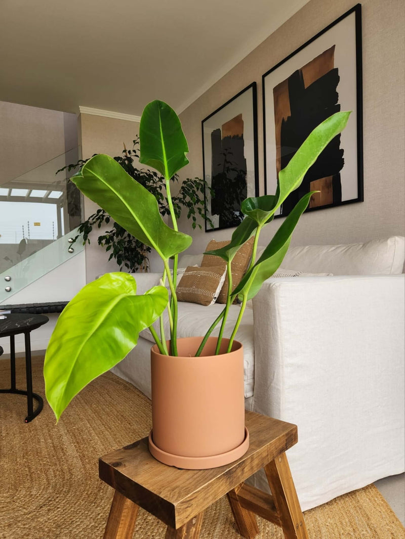 Filodendro Longifolio + Macetero Nórdico - Elige tu color