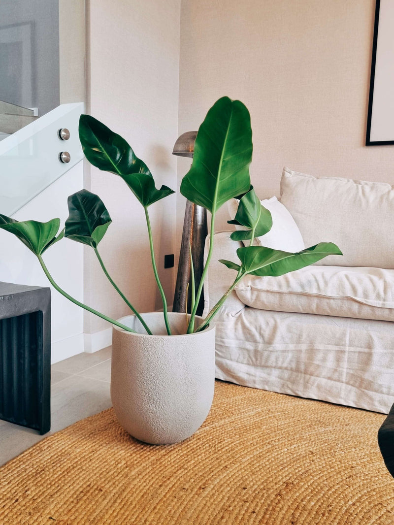 Filodendro Longifolio XL