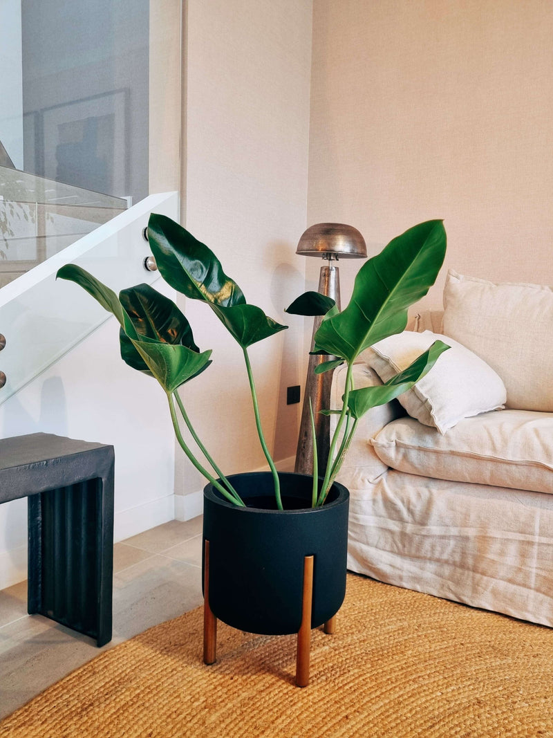 Filodendro Longifolio XL + Macetero Elevé - Elige tu color