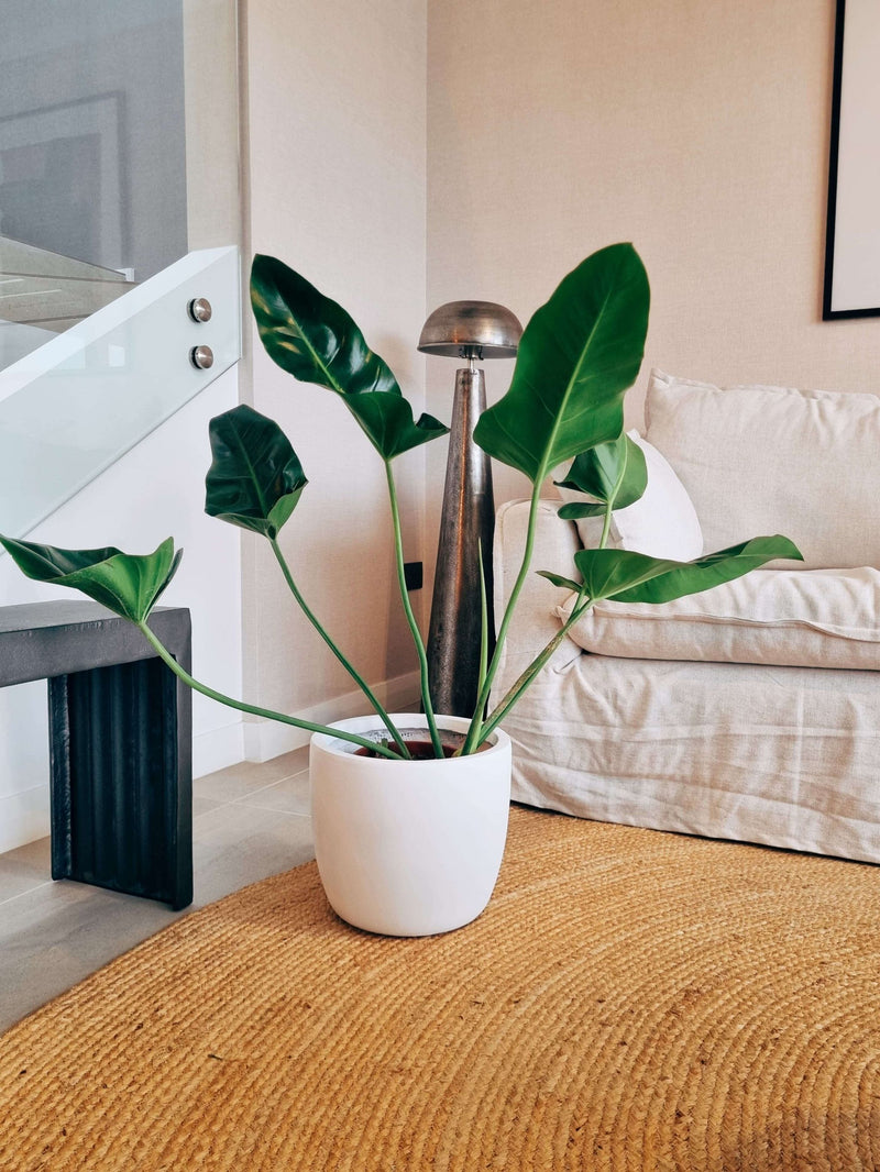 Filodendro Longifolio XL + Macetero Tempo - Elige tu color