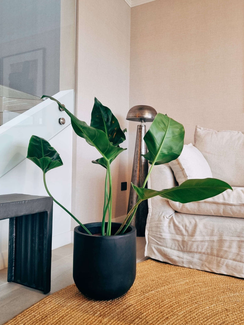 Filodendro Longifolio XL + Macetero Tempo - Elige tu color