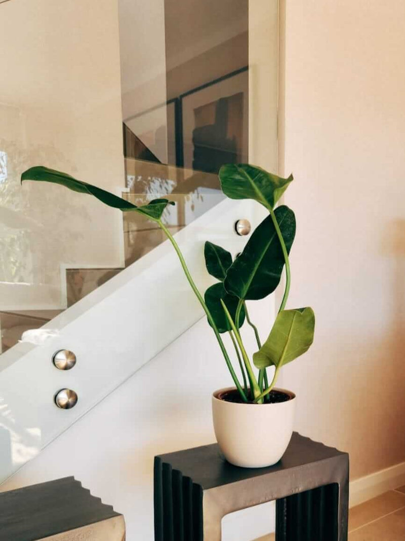 Filodendro Longifolio + Macetero Cuenco - Elige tu color