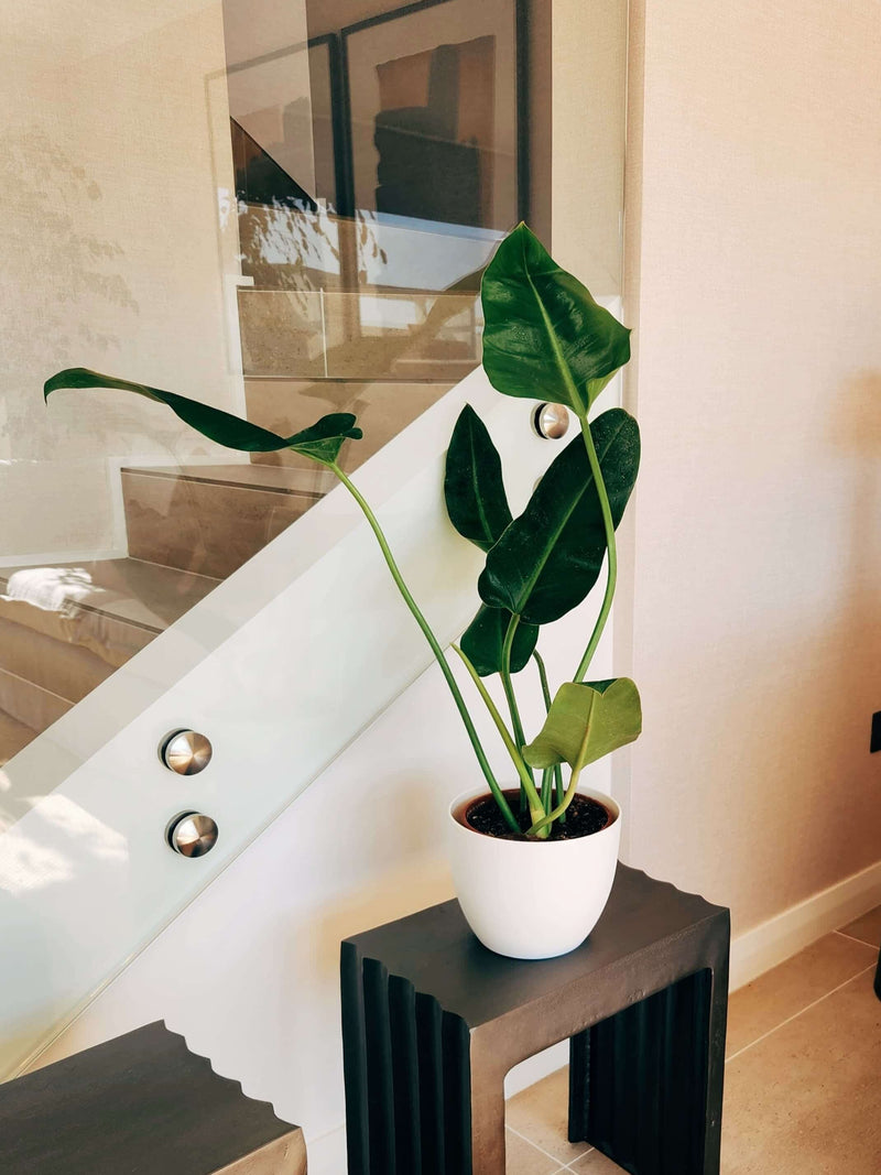 Filodendro Longifolio + Macetero Cuenco - Elige tu color