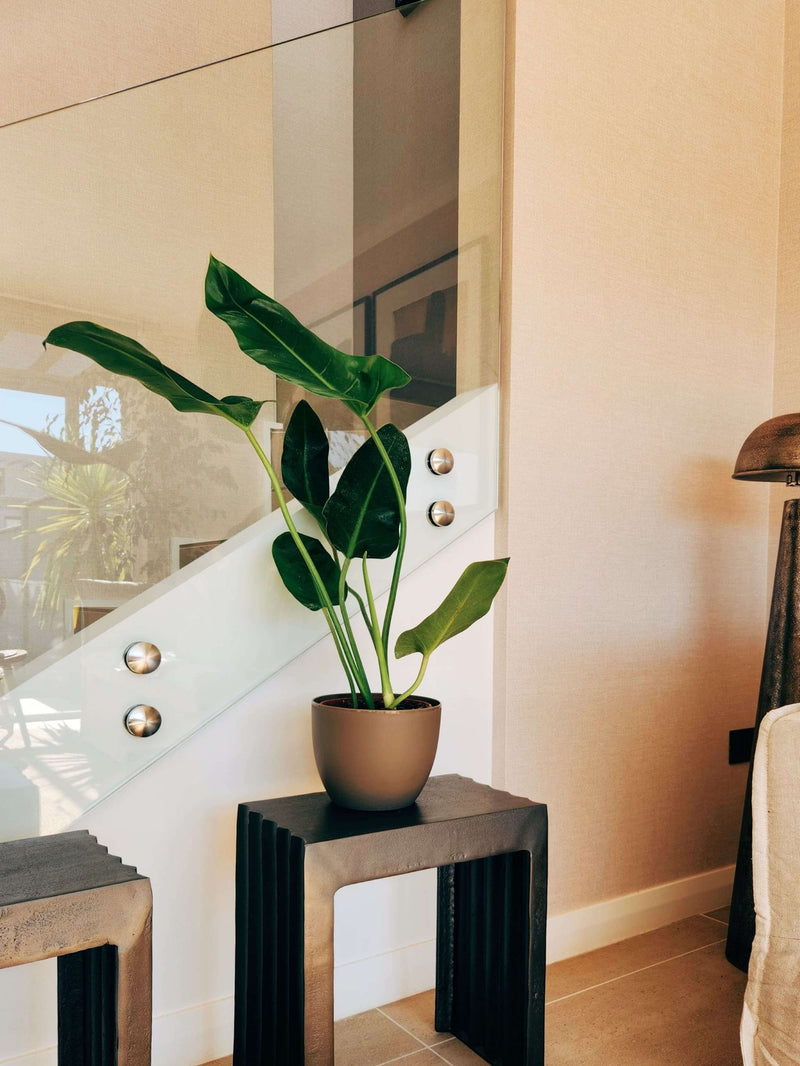 Filodendro Longifolio + Macetero Cuenco - Elige tu color