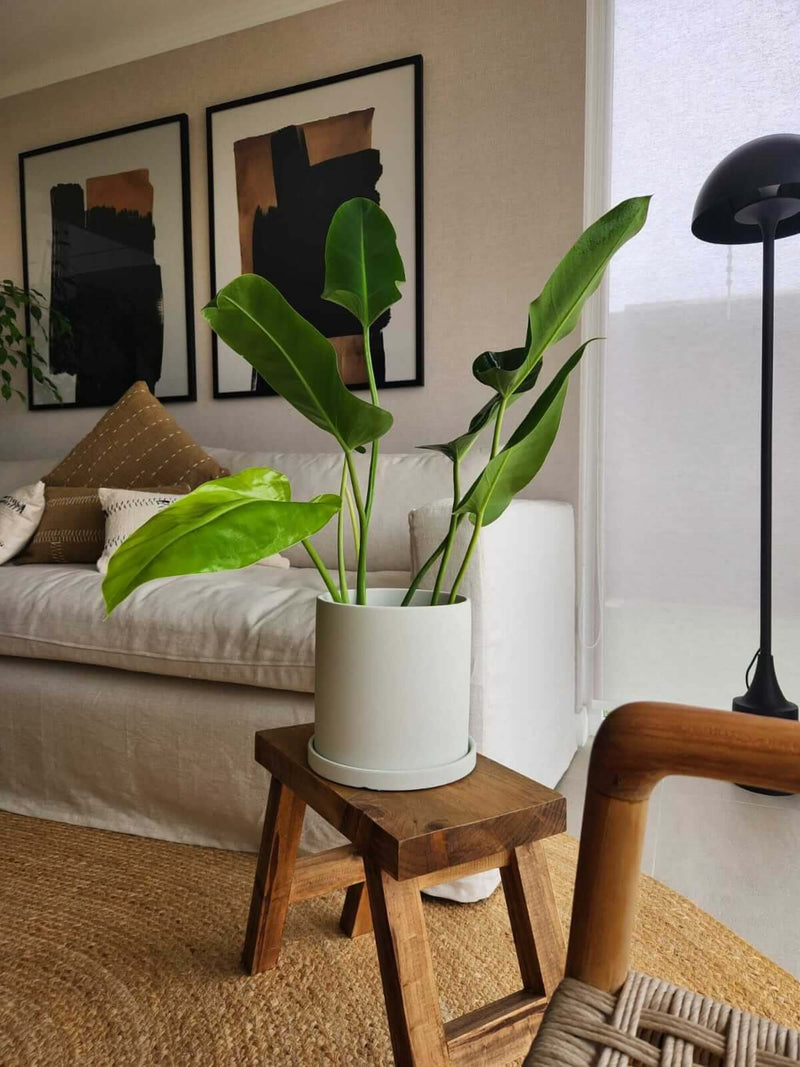 Filodendro Longifolio + Macetero Nórdico - Elige tu color