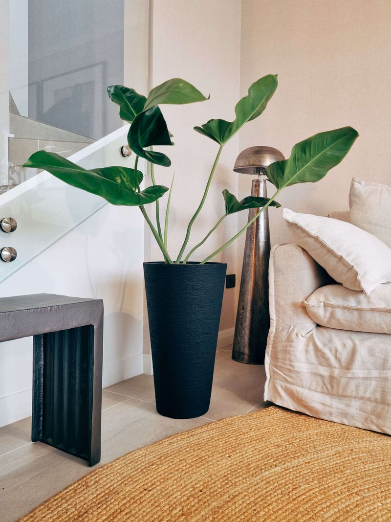 Filodendro Longifolio XL + Macetero Torre - Elige tu color