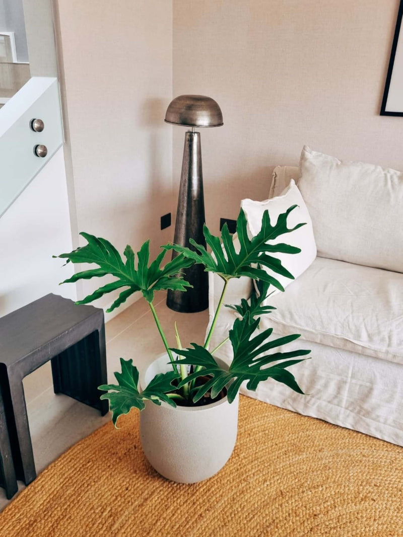 Filodendro Paraguayo XL+ Macetero Bruma - Elige tu color