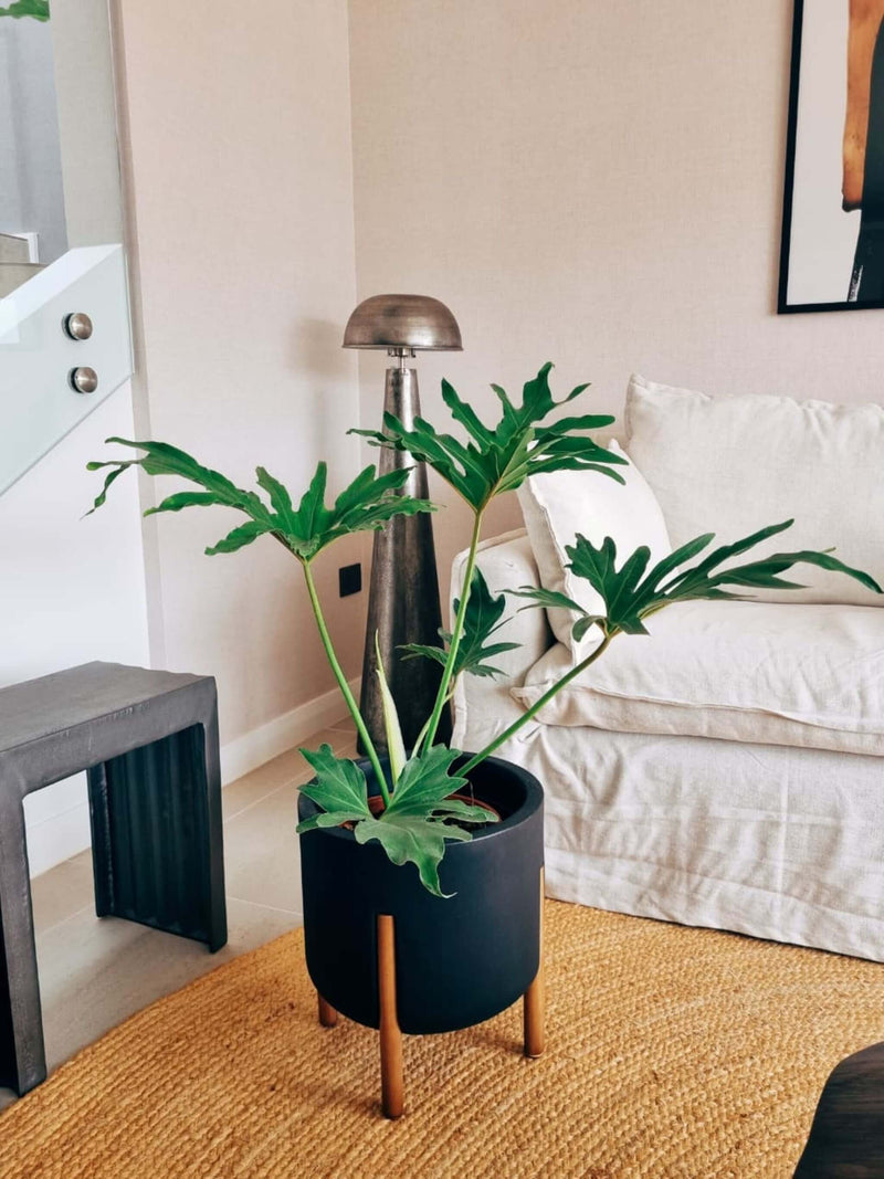 Filodendro Paraguayo XL+ Macetero Elevé - Elige tu color