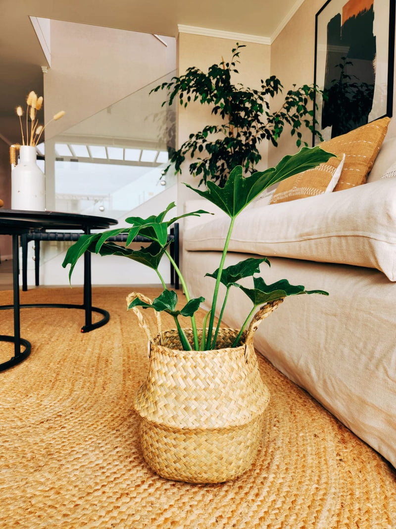 Filodendro Paraguayo + Canasto Isa