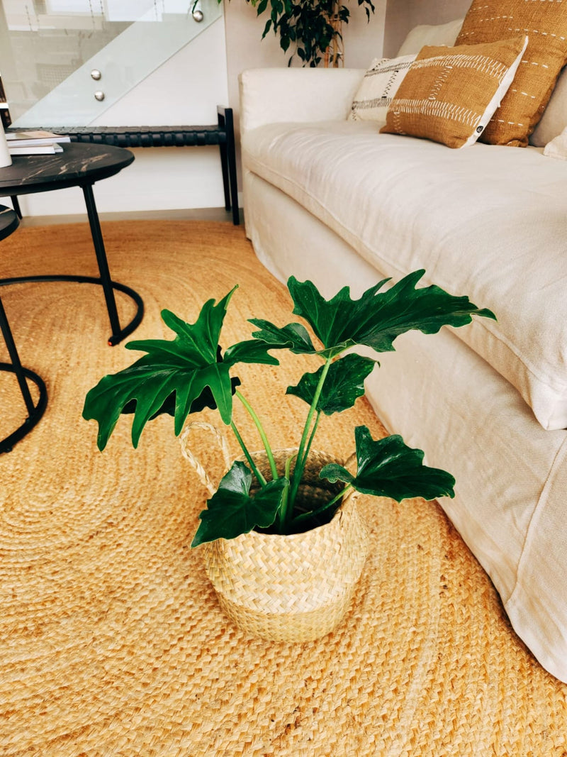 Filodendro Paraguayo