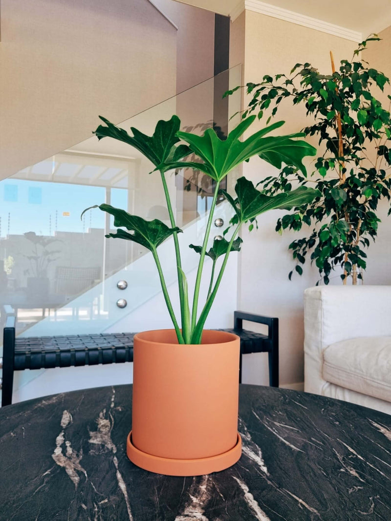 Filodendro Paraguayo