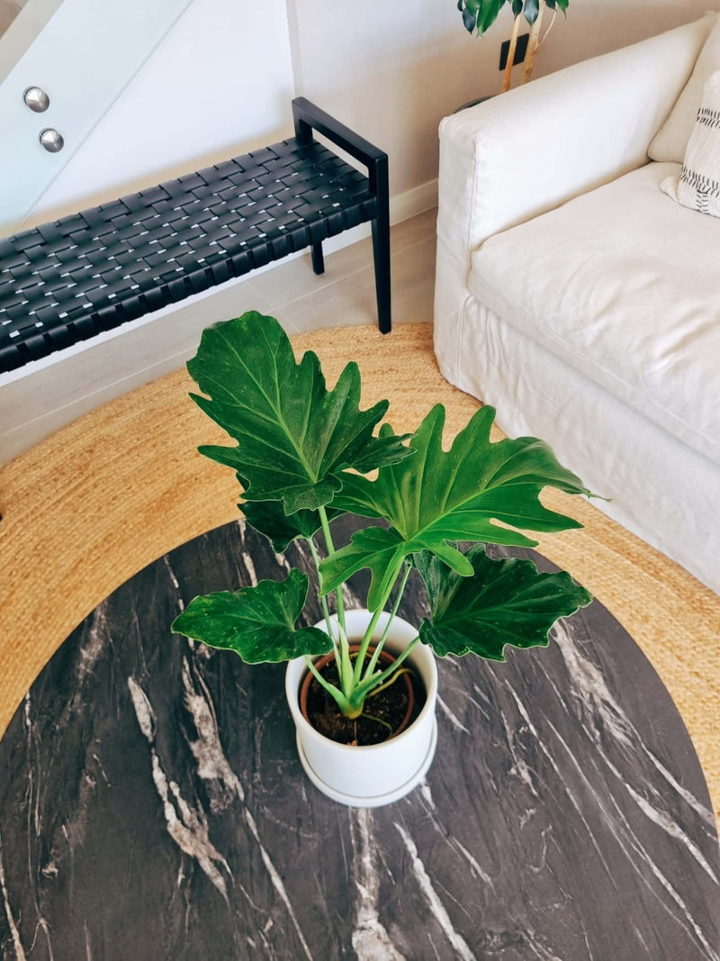 Filodendro Paraguayo