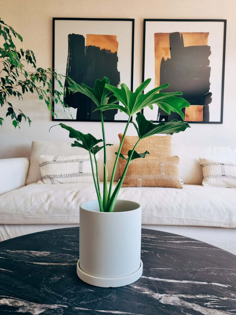 Filodendro Paraguayo