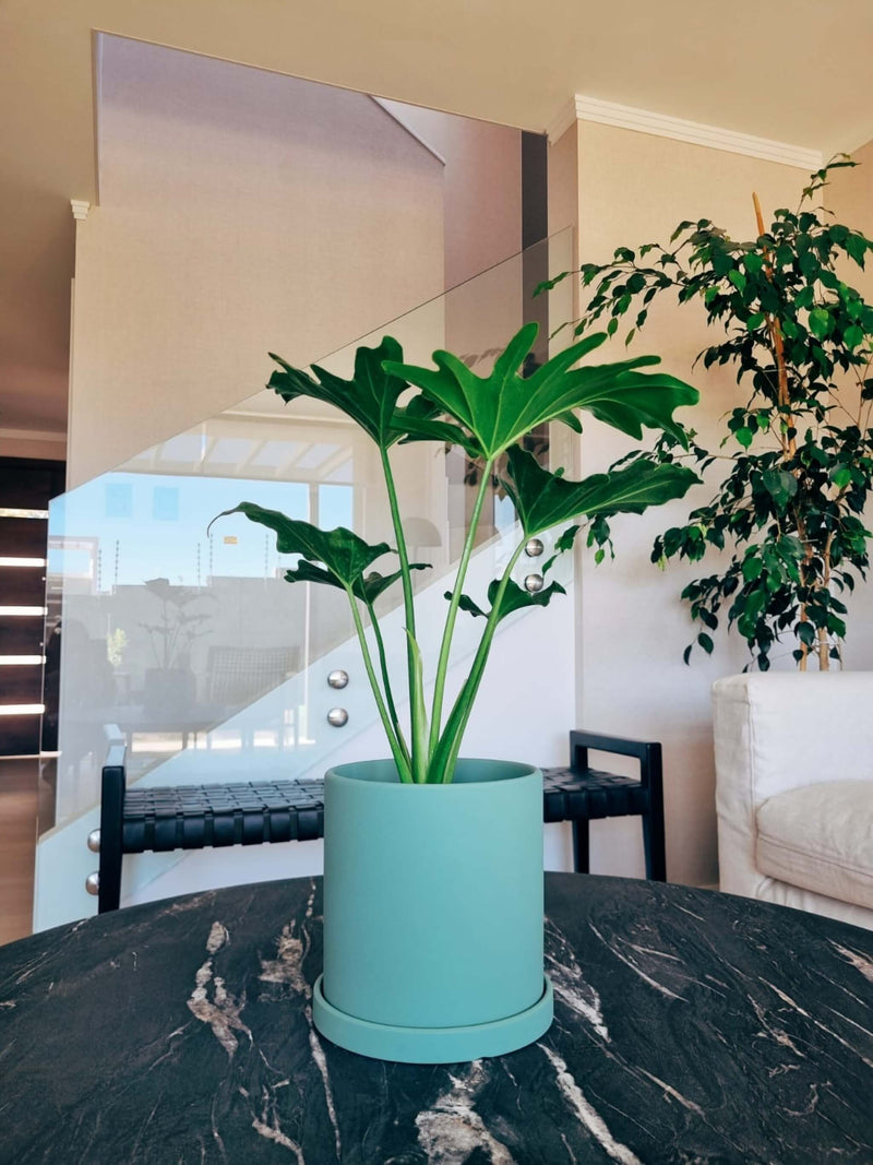 Filodendro Paraguayo