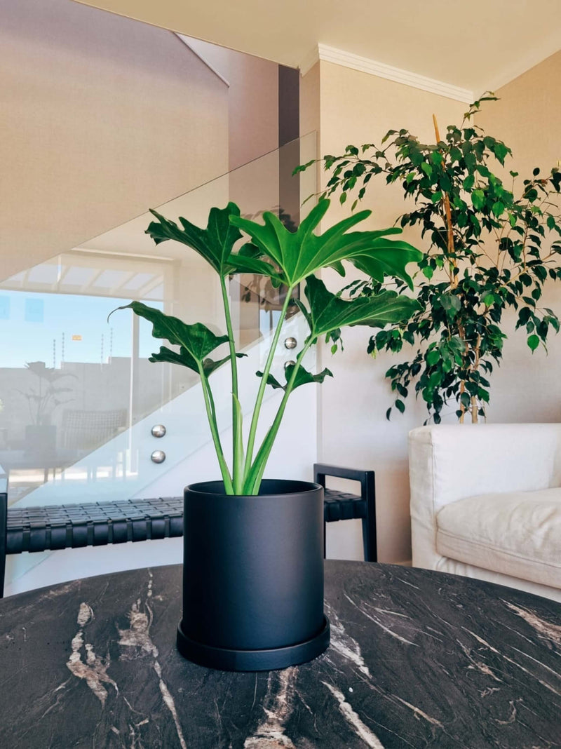 Filodendro Paraguayo