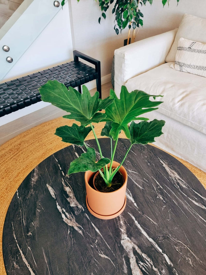 Filodendro Paraguayo