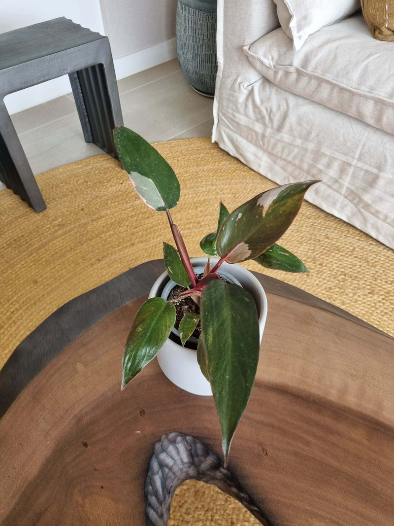 Filodendro Pink Princess + Macetero Pipa Blanco