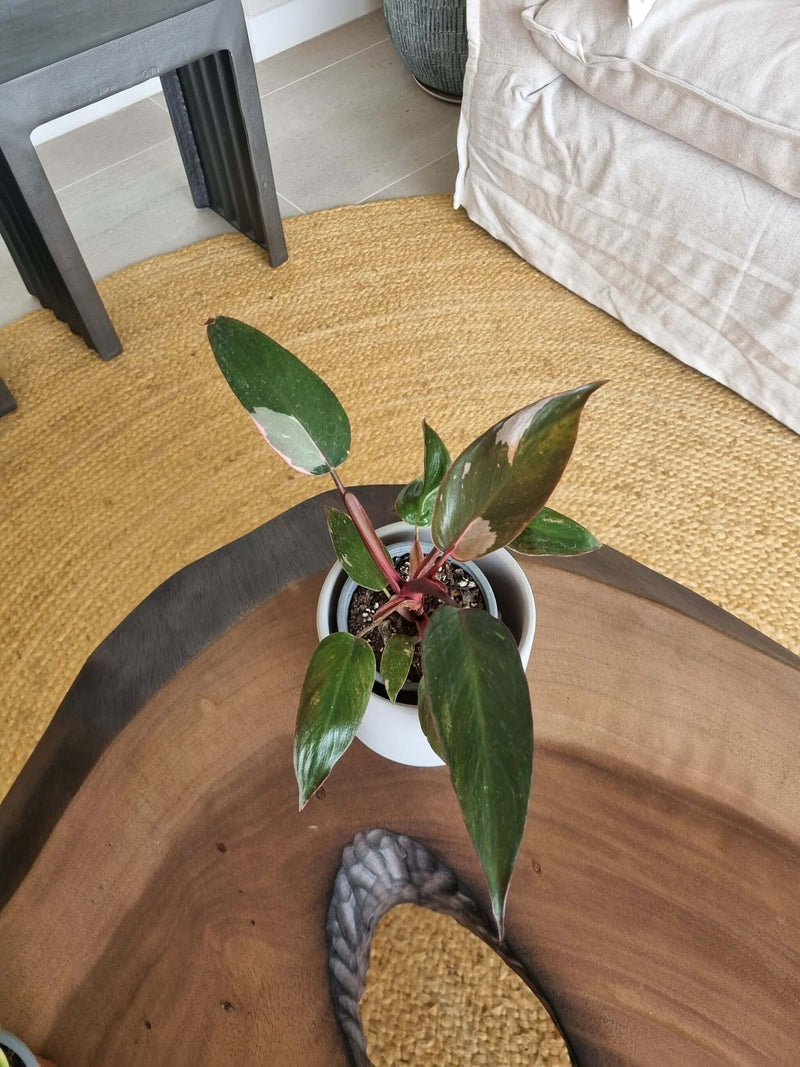 Filodendro Pink Princess + Macetero Pipa Blanco