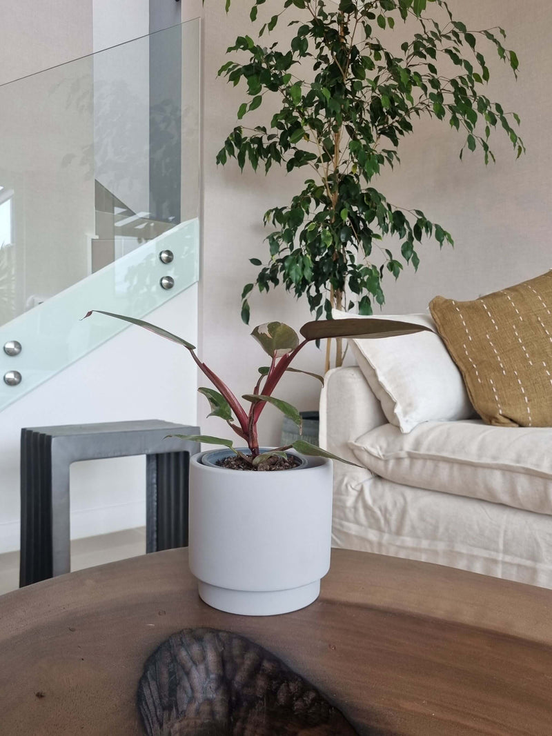 Filodendro Pink Princess + Macetero Pipa Blanco