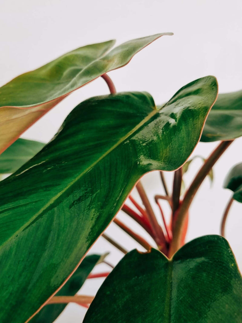 Hojas Filodendro Red Emerald L