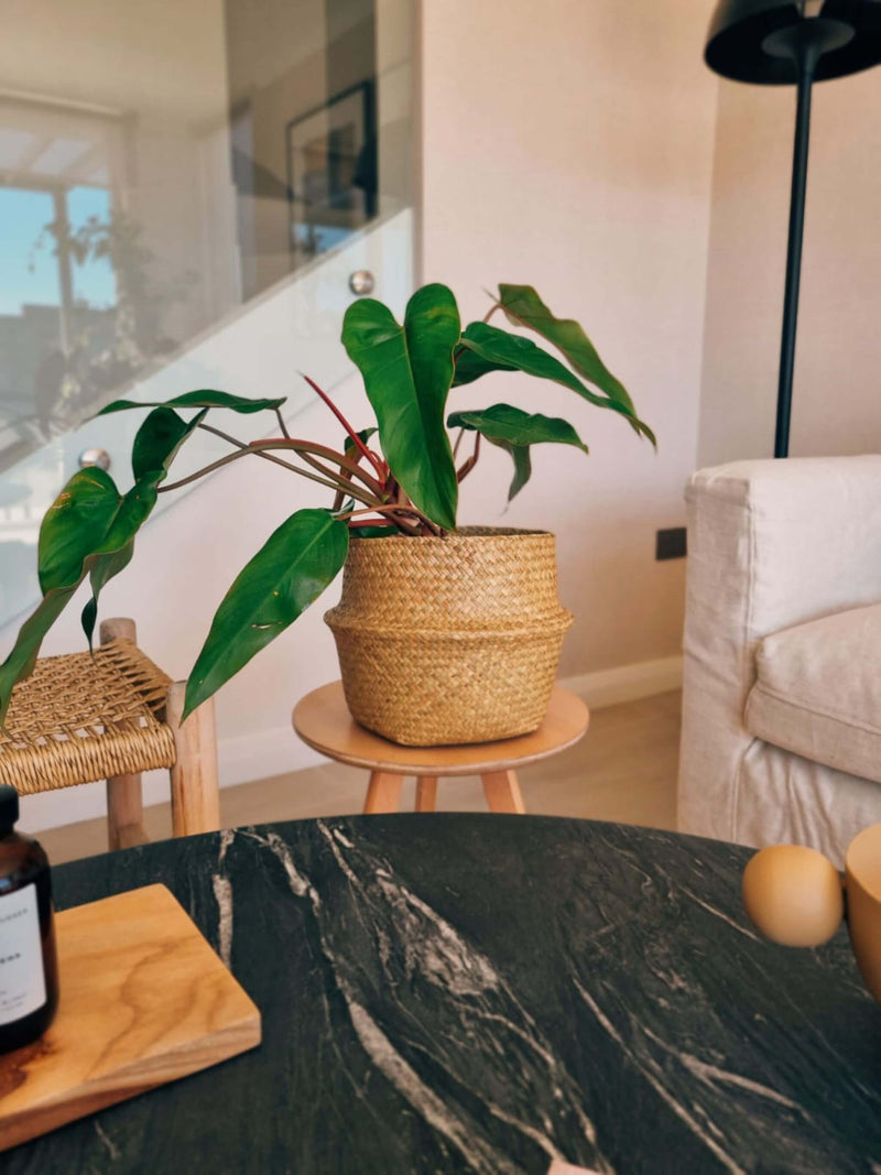 Filodendro Red Emerald grande