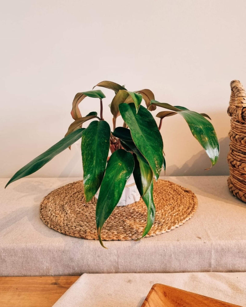 Filodendro Red Emerald para regalo