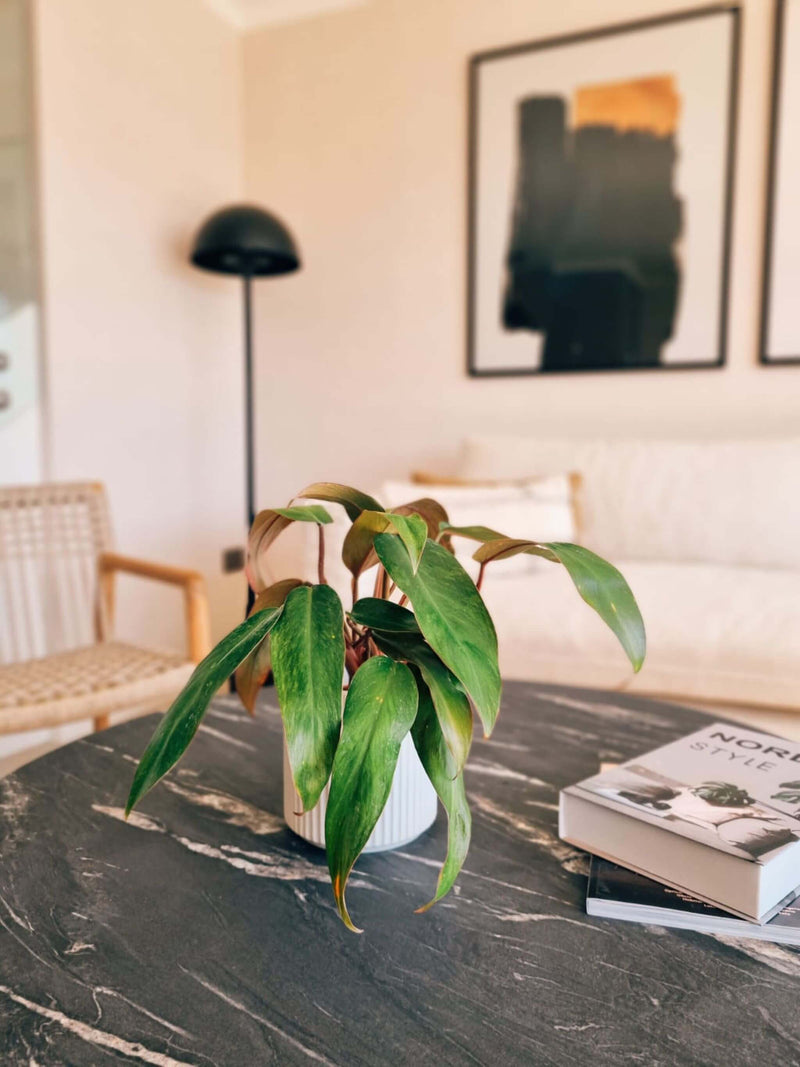 Filodendro Red Emerald ambientada