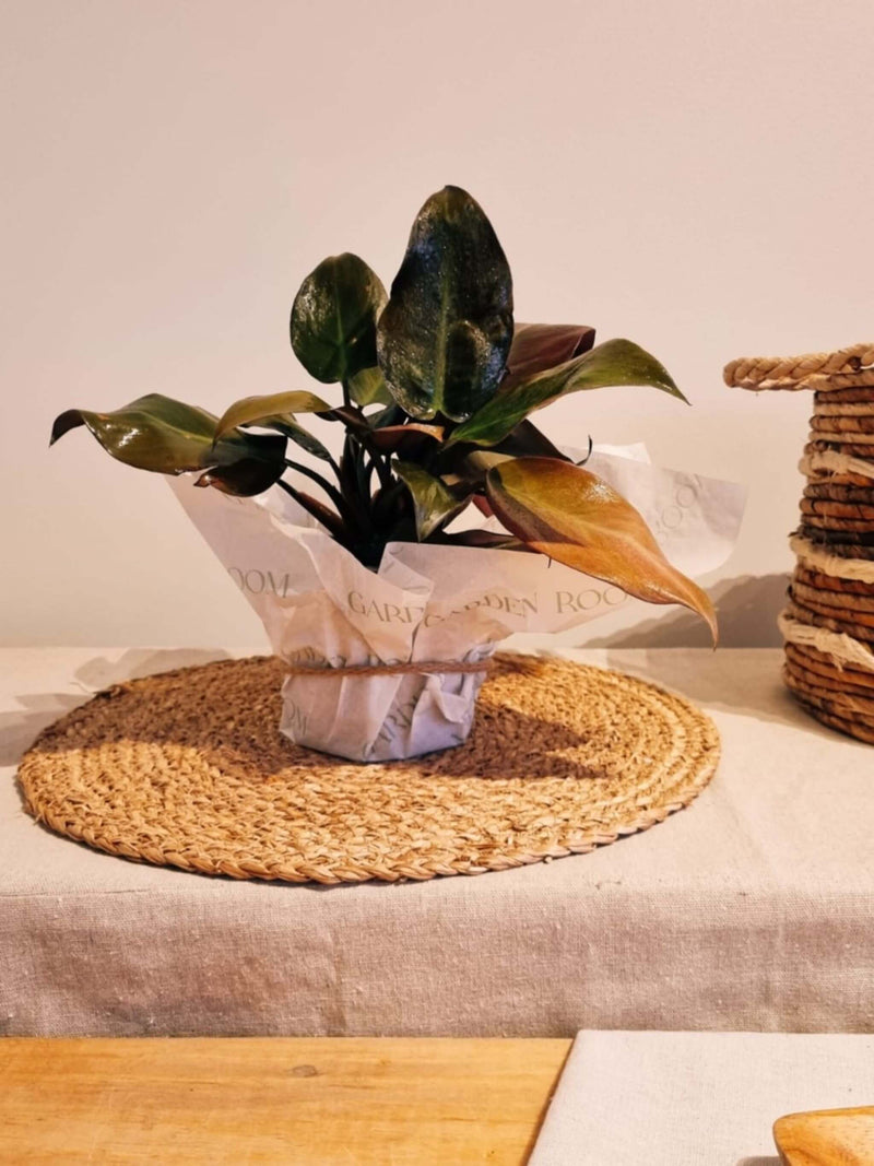 Filodendro Black Cardinal para regalo