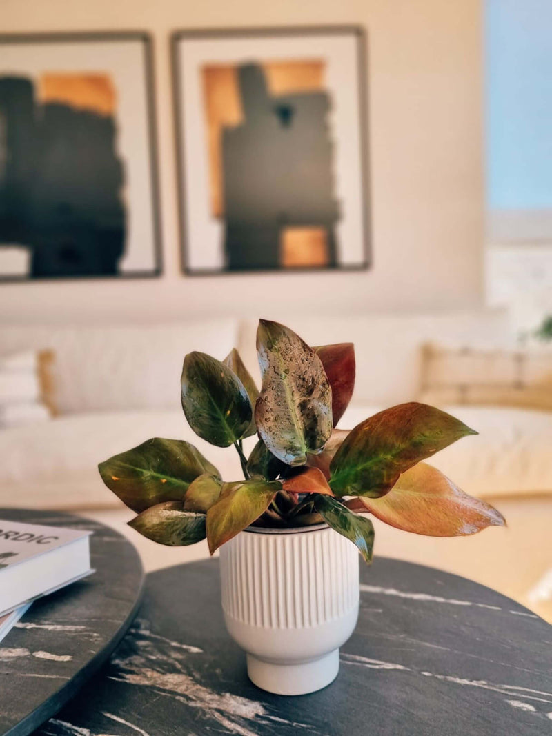 Filodendro Black Cardinal en living