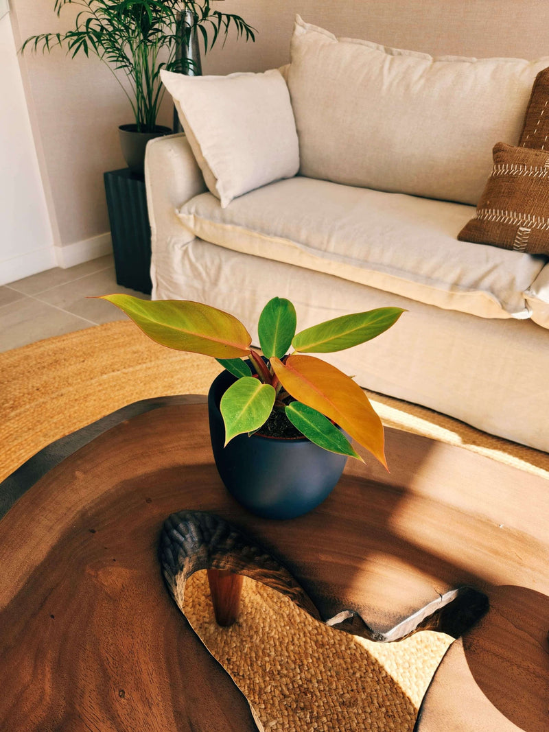 Filodendro Orange + Macetero Bowl - Elige tu color