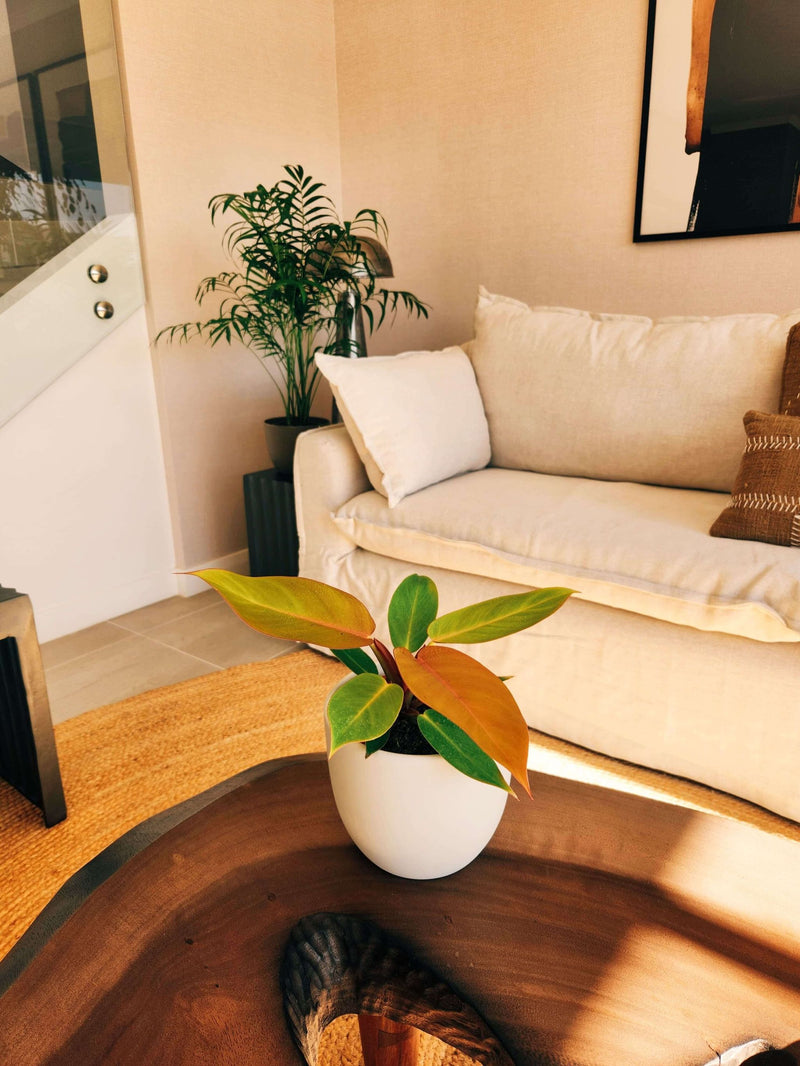 Filodendro Orange + Macetero Bowl - Elige tu color