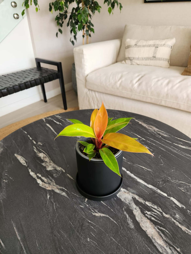 Filodendro Orange + Macetero Nórdico - Elige tu color