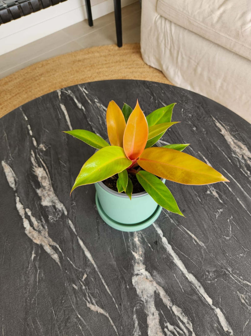 Filodendro Orange + Macetero Nórdico - Elige tu color