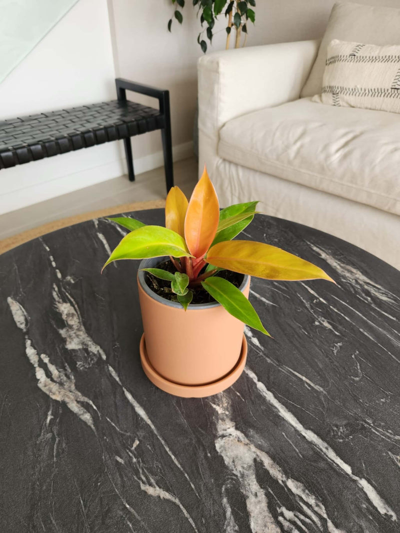 Filodendro Orange + Macetero Nórdico - Elige tu color