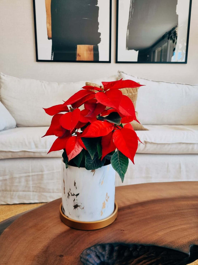 Flor de Pascua + macetero Nórdico Mármol