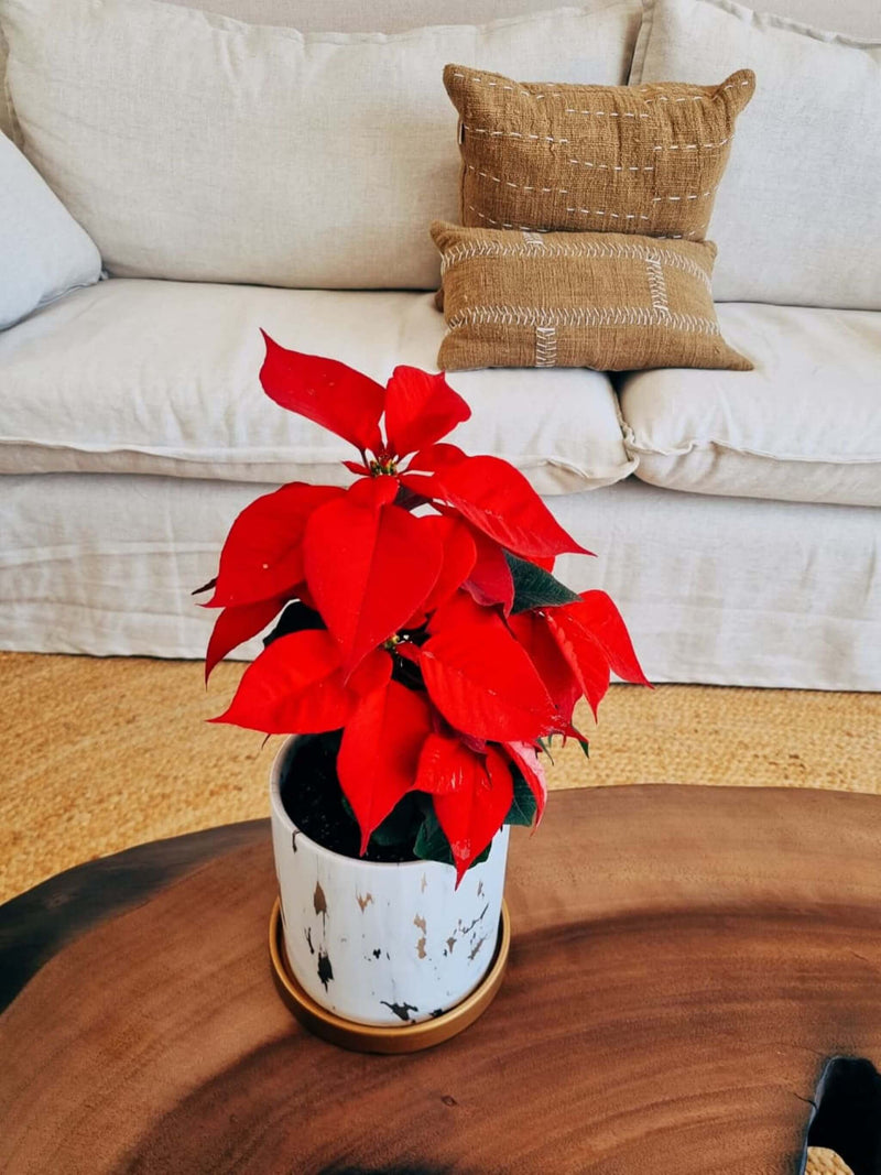 Flor de Pascua + macetero Nórdico Mármol