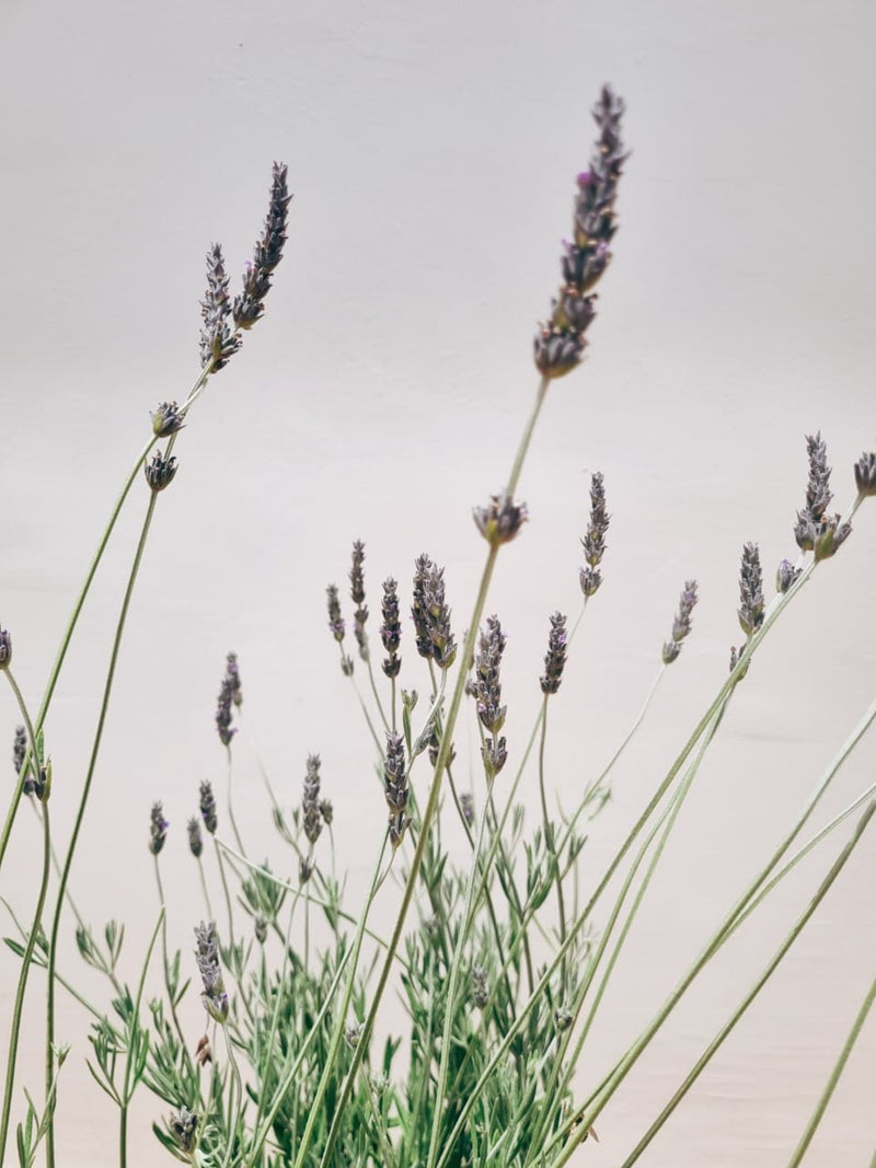 Pack Tranquilidad Meditarránea