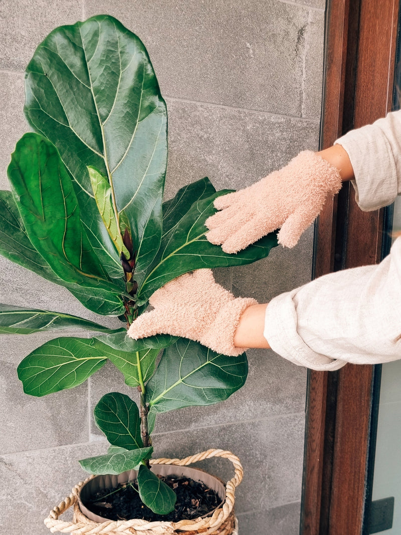 Guantes - Garden Room