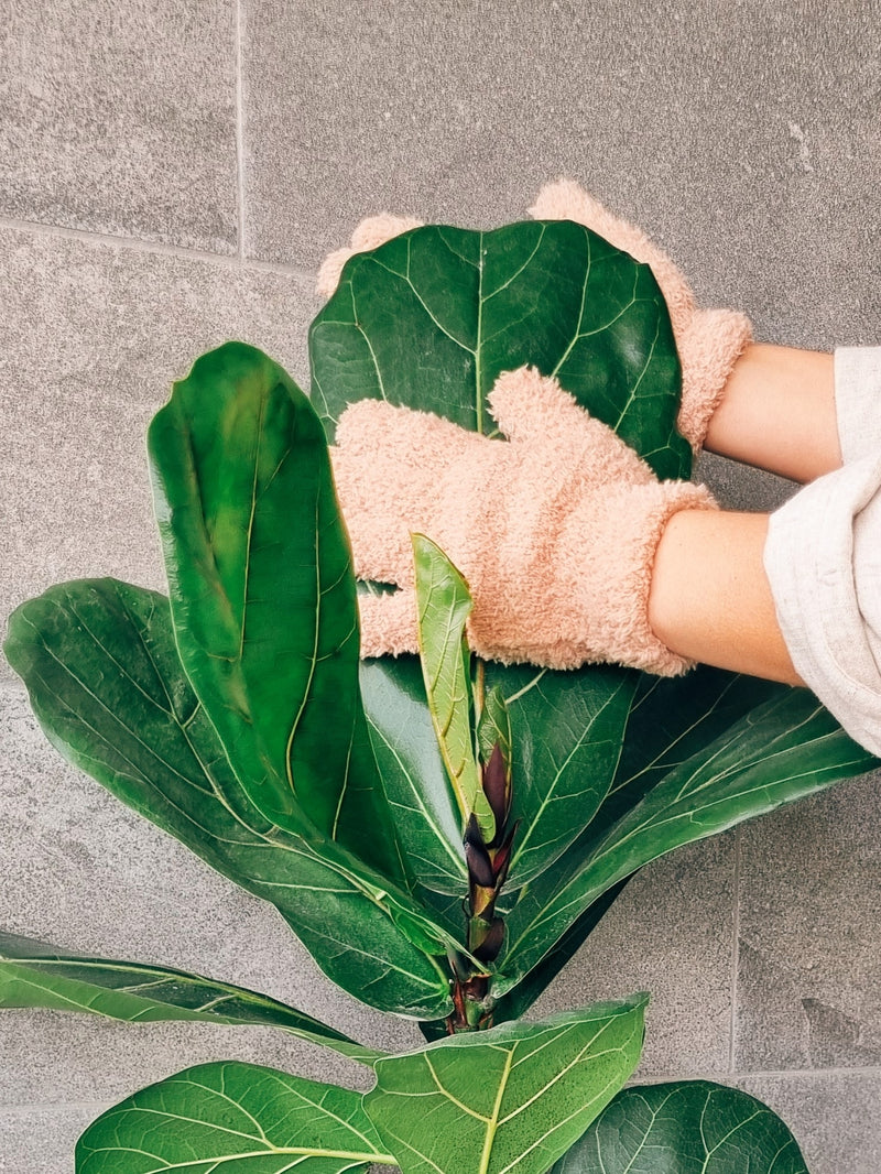 Guantes - Garden Room