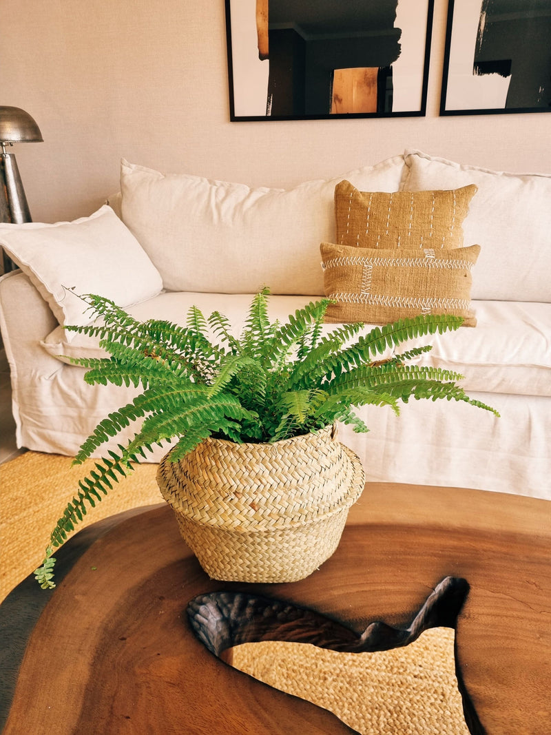 Helecho Espada + Canasto Isa