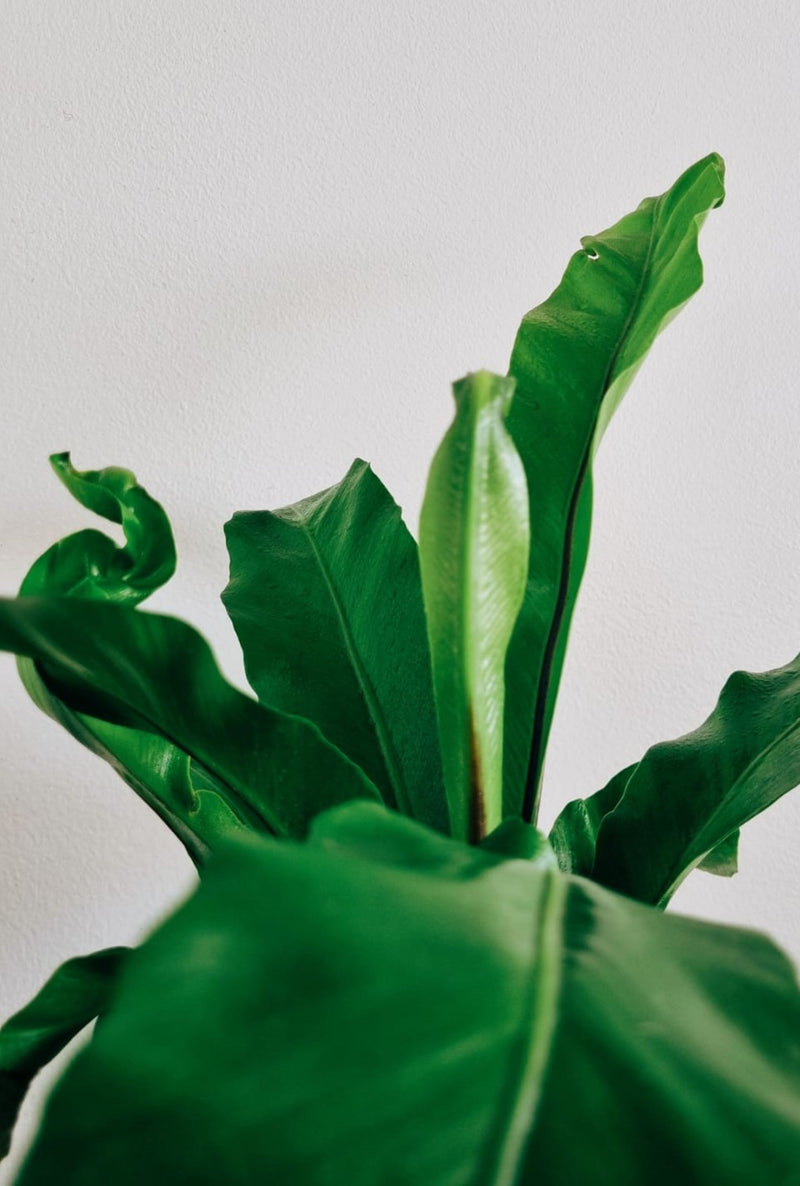 Helecho Nido de Pájaro - Garden Room