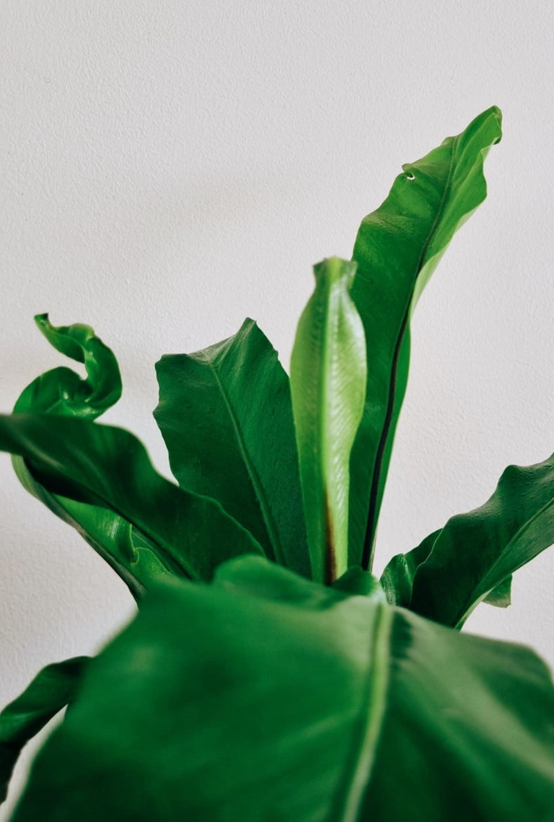 Helecho Nido de Pájaro - Garden Room